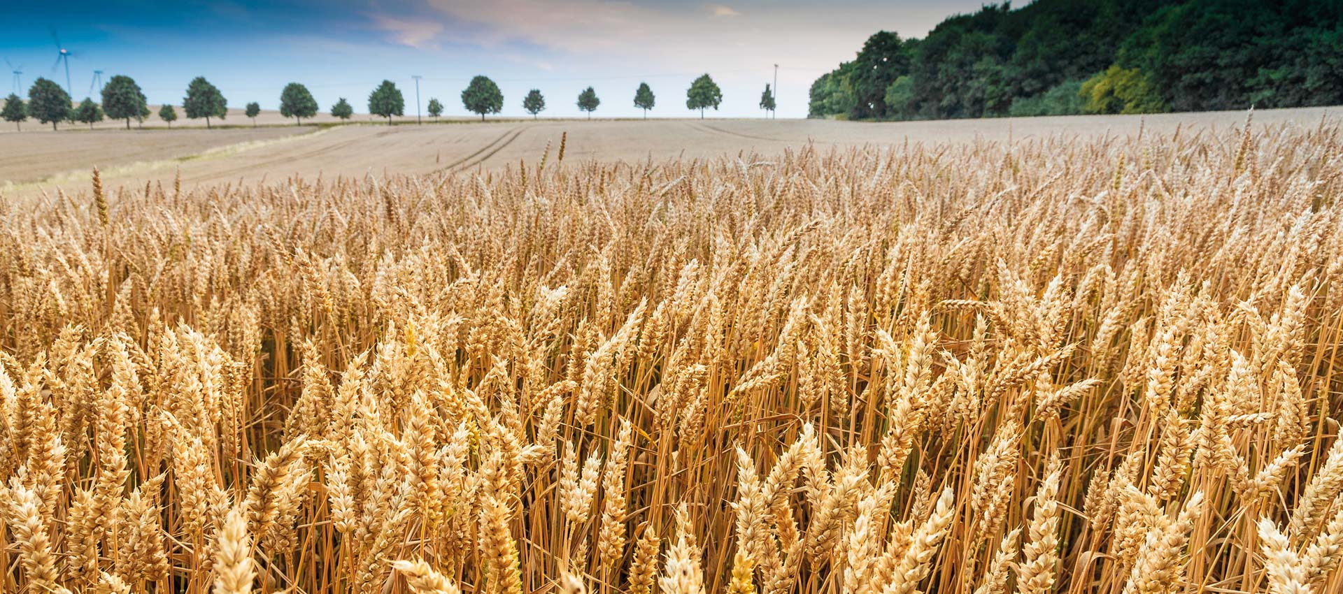getreidesaatgut von l stroetmann saat weizenfeld