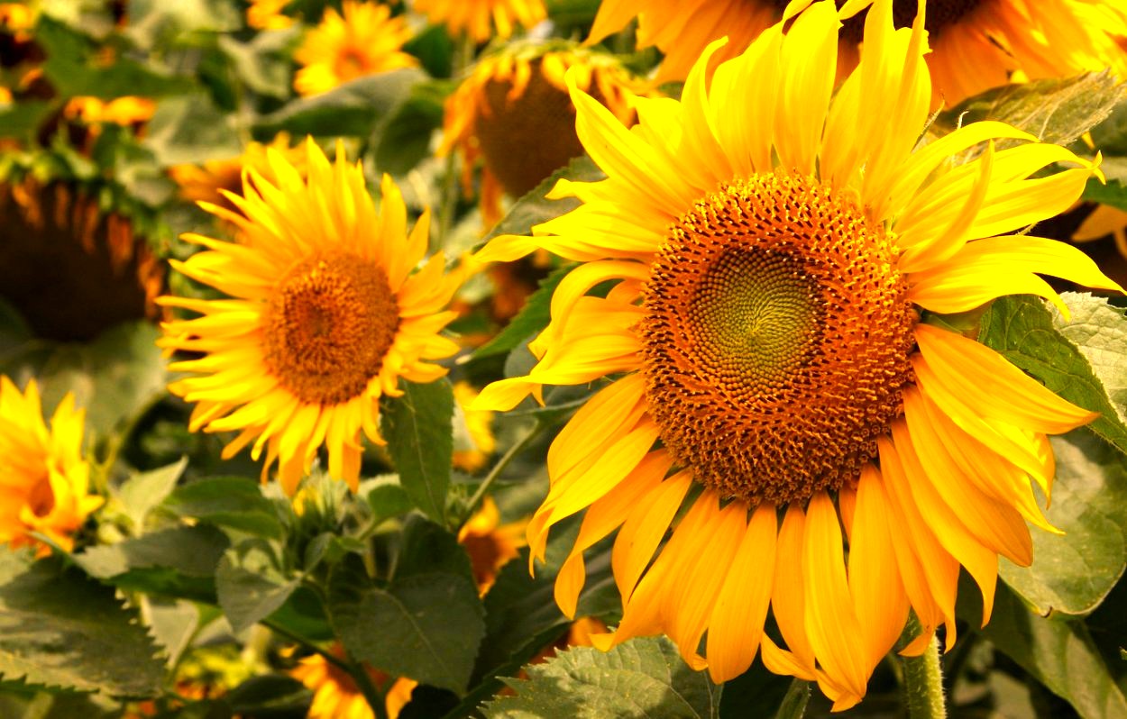 Гибрид подсолнечника для Классической технологии Гибрид подсолнечника для Классической технологии