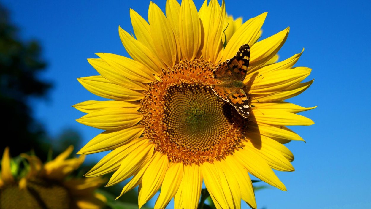 Гибрид подсолнечника для Традиуионной технологии подсолнечника Гибрид подсолнечника для Традиуионной технологии подсолнечника