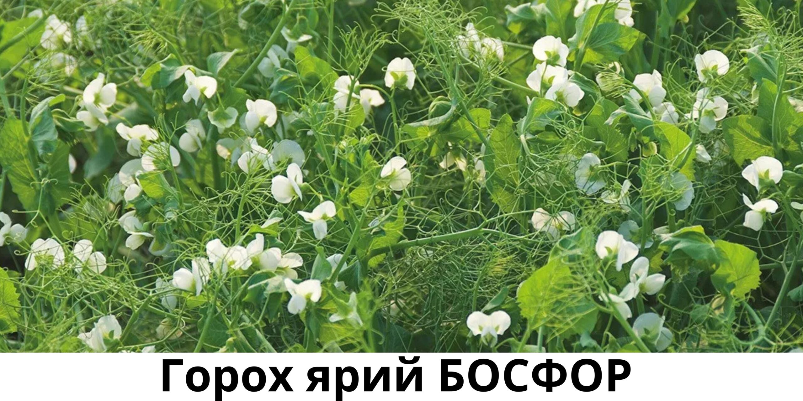 Ярий горох Босфор - купити горох ярий на посів Ярий горох Босфор - купити горох ярий на посів