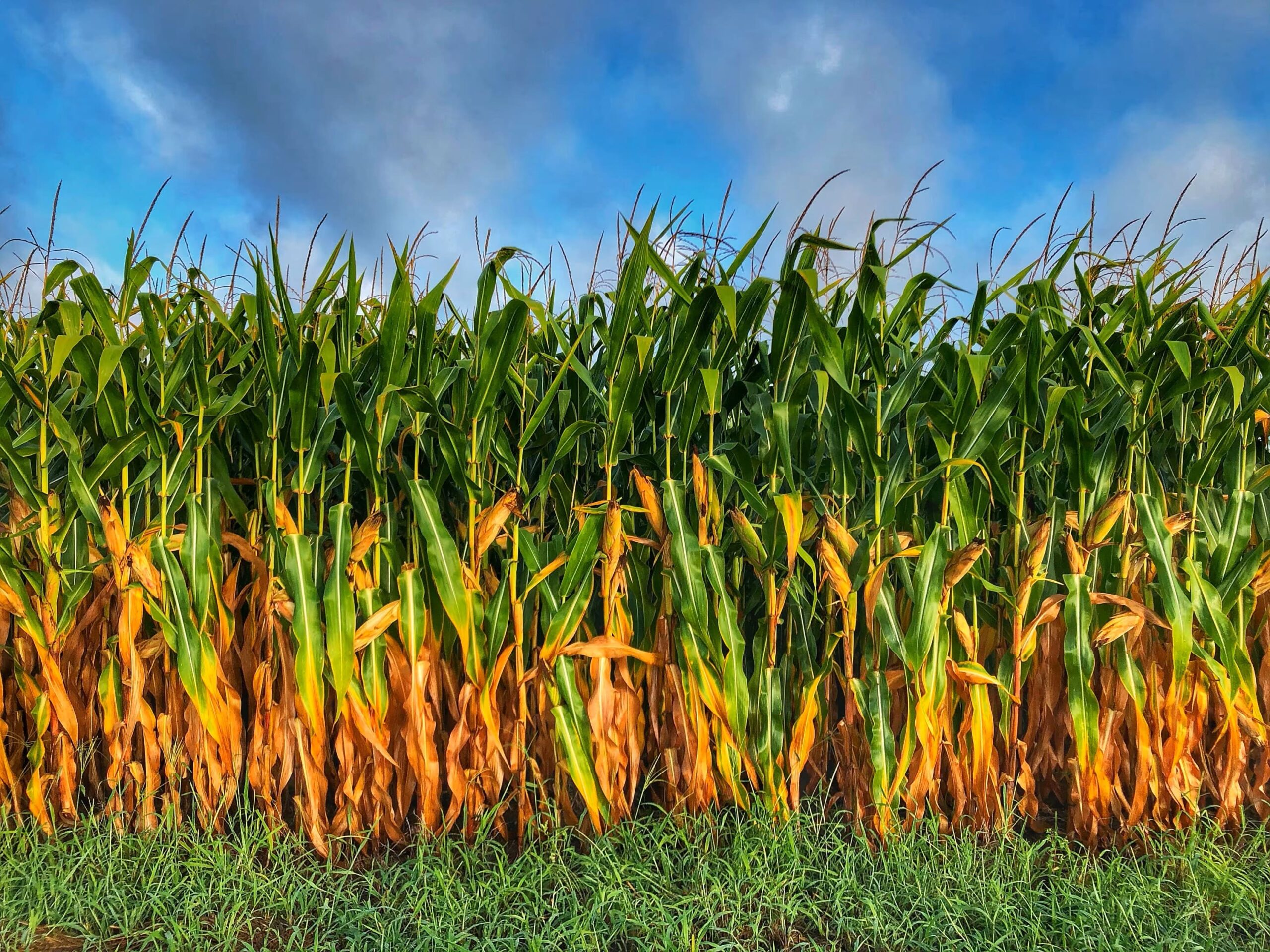 il fullxfull.3820405855 rgnd il fullxfull.3820405855 rgnd