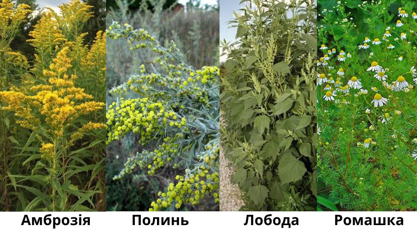 Як відрізнити амброзію від полину, лободи та ромашки — порівняння листків і рослин