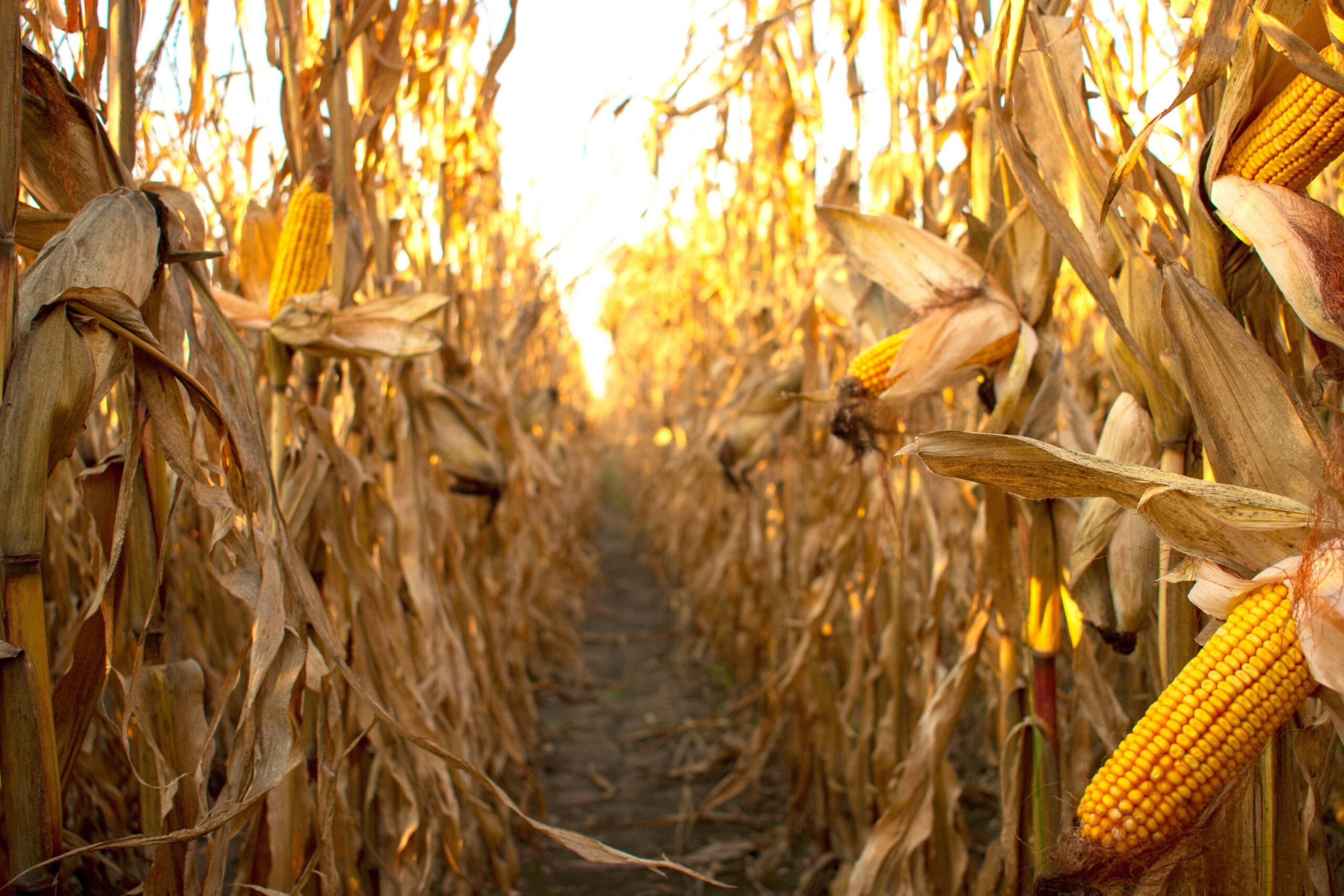 Как выбрать ФАО кукурузы