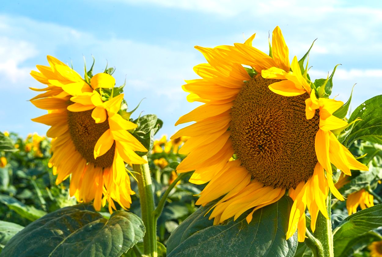 Классическая технология выращивания подсолнечника Классическая технология выращивания подсолнечника