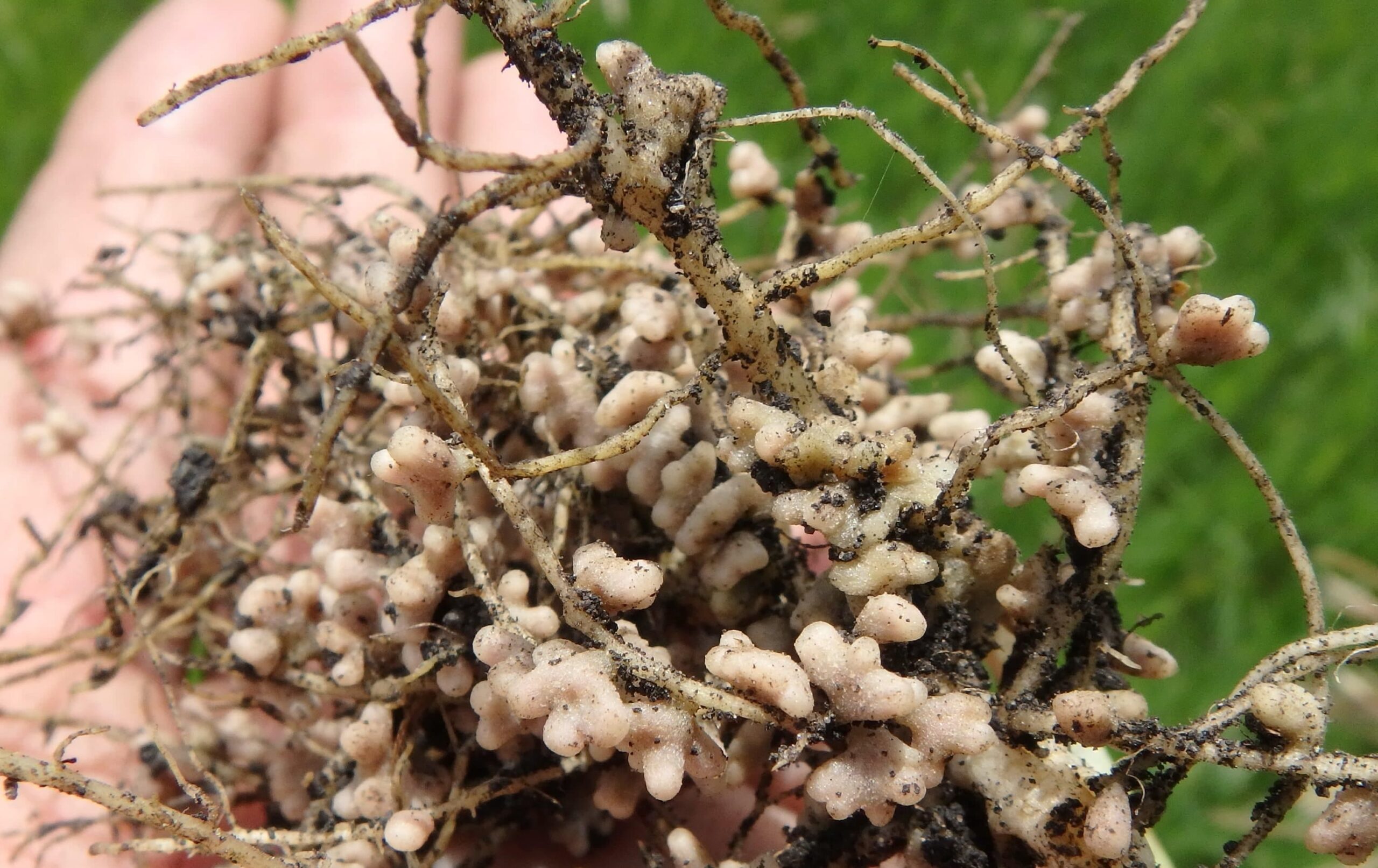 Клубеньковые бактерии