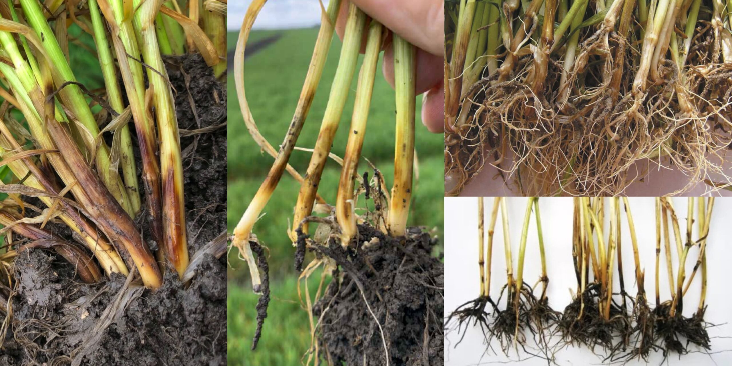 Корневые гнили пшеницы фото Кореневі гнилі пшениці фото