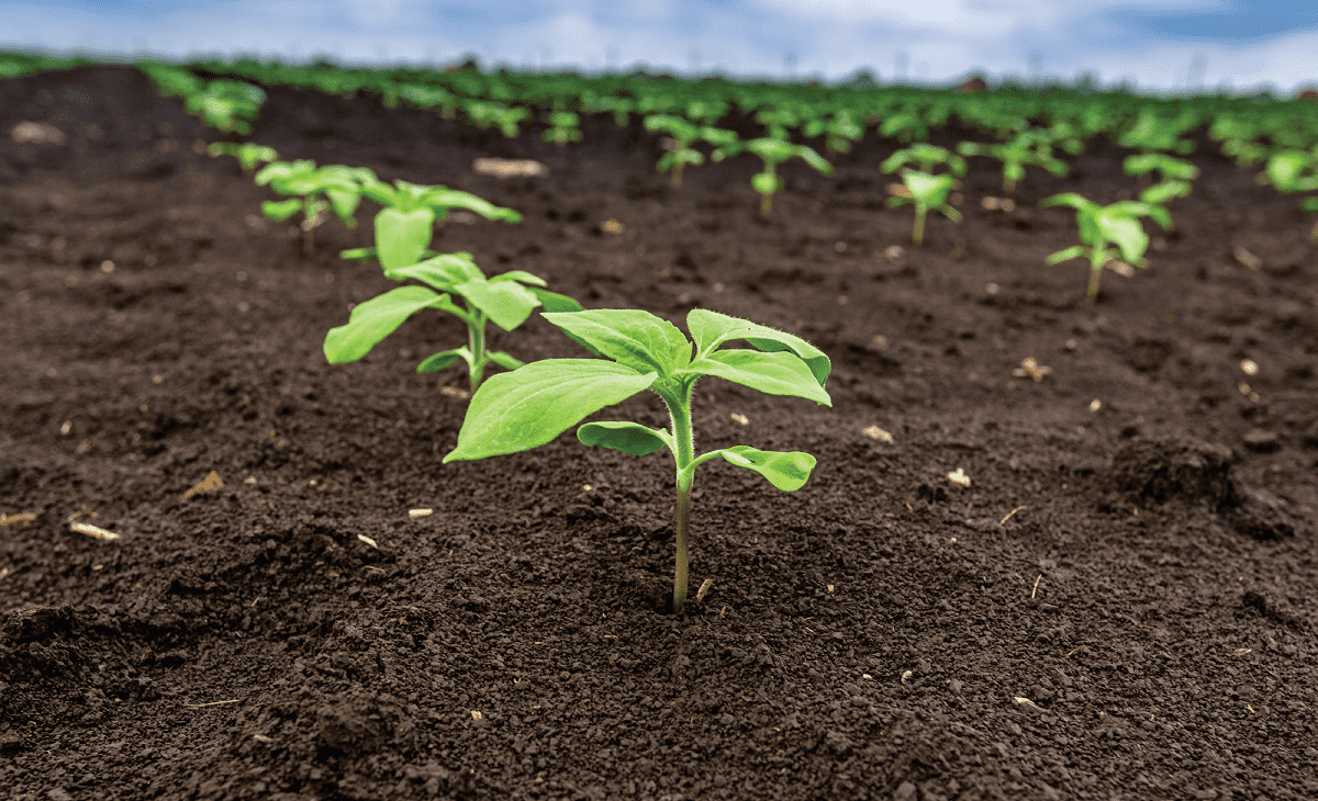 Купить грунтовый гербицид