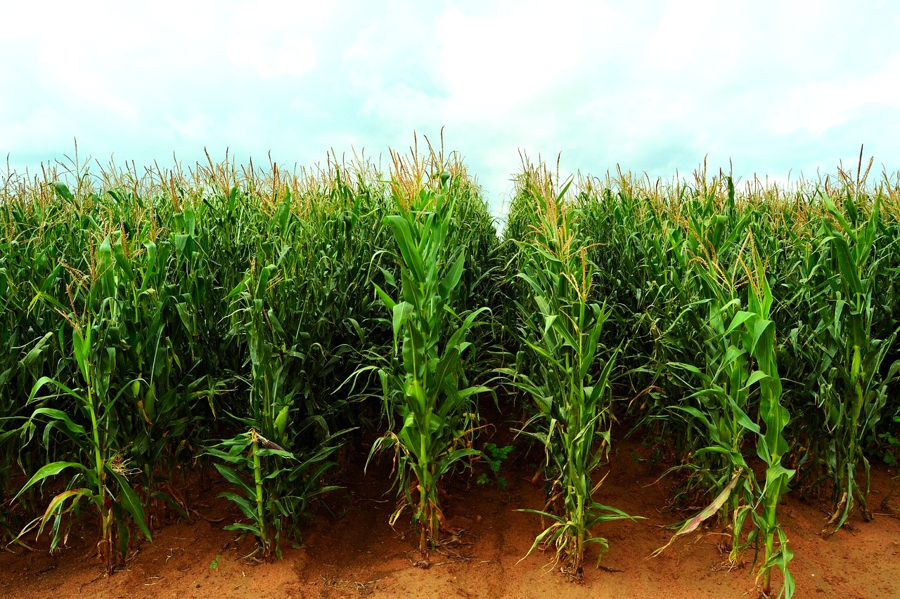 maize 4503781 1280 maize 4503781 1280