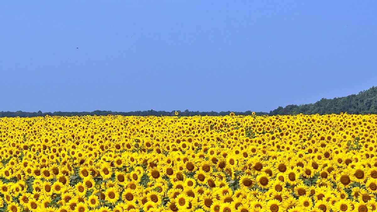 novyy proekt 19060538 1200x675 novyy proekt 19060538 1200x675