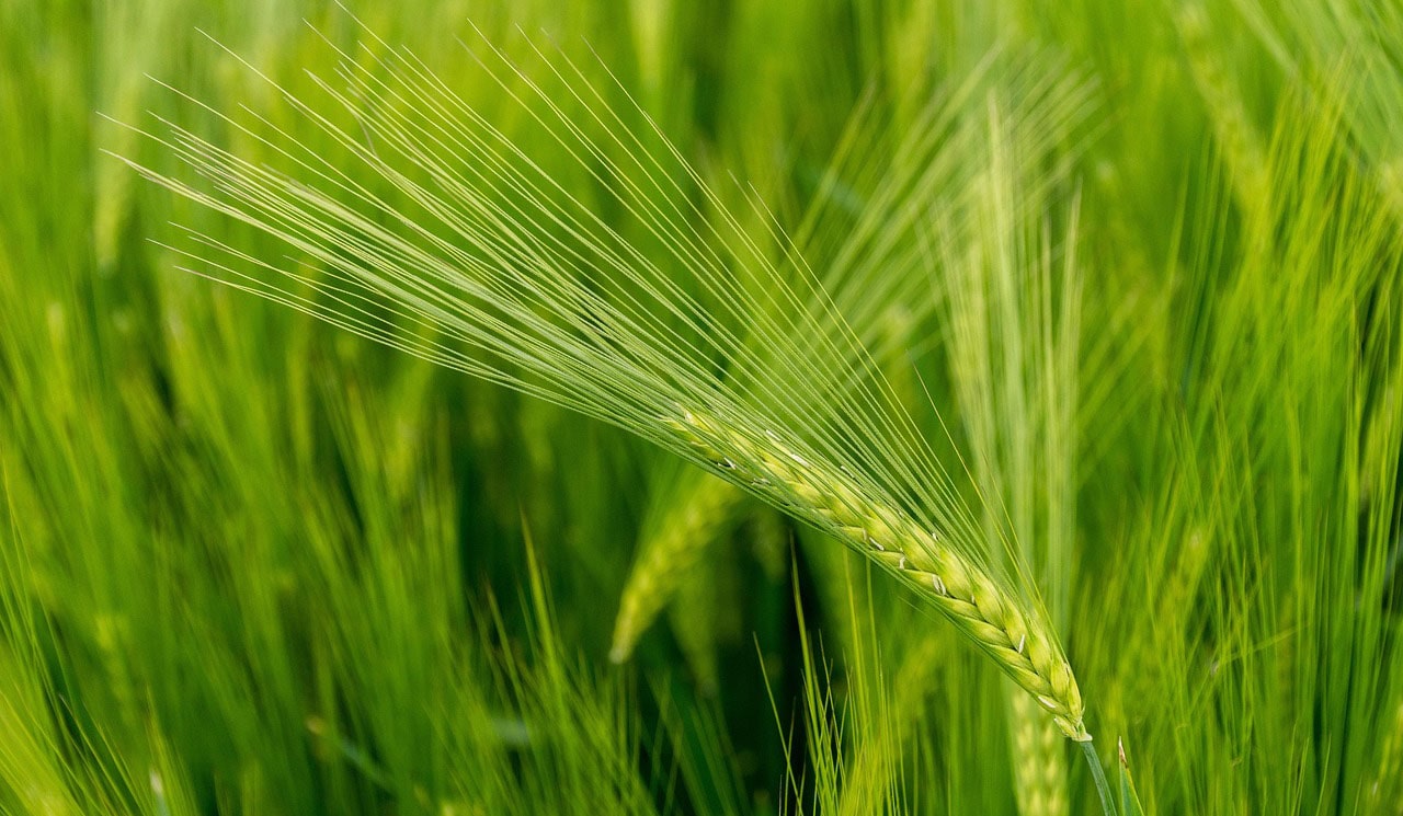 obpryskuvannja-pshenytsi Обприскування пшениці озимої: нюанси