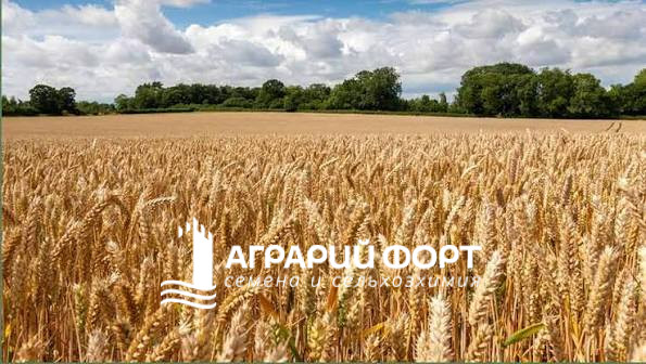 Озимая пшеница Ассори купить в Украине Озимая пшеница Ассори купить в Украине