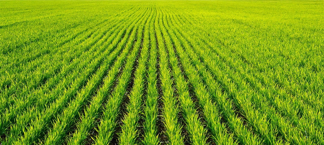 pidzivlennja-ozymoji-pshenytsi Підживлення озимої пшениці