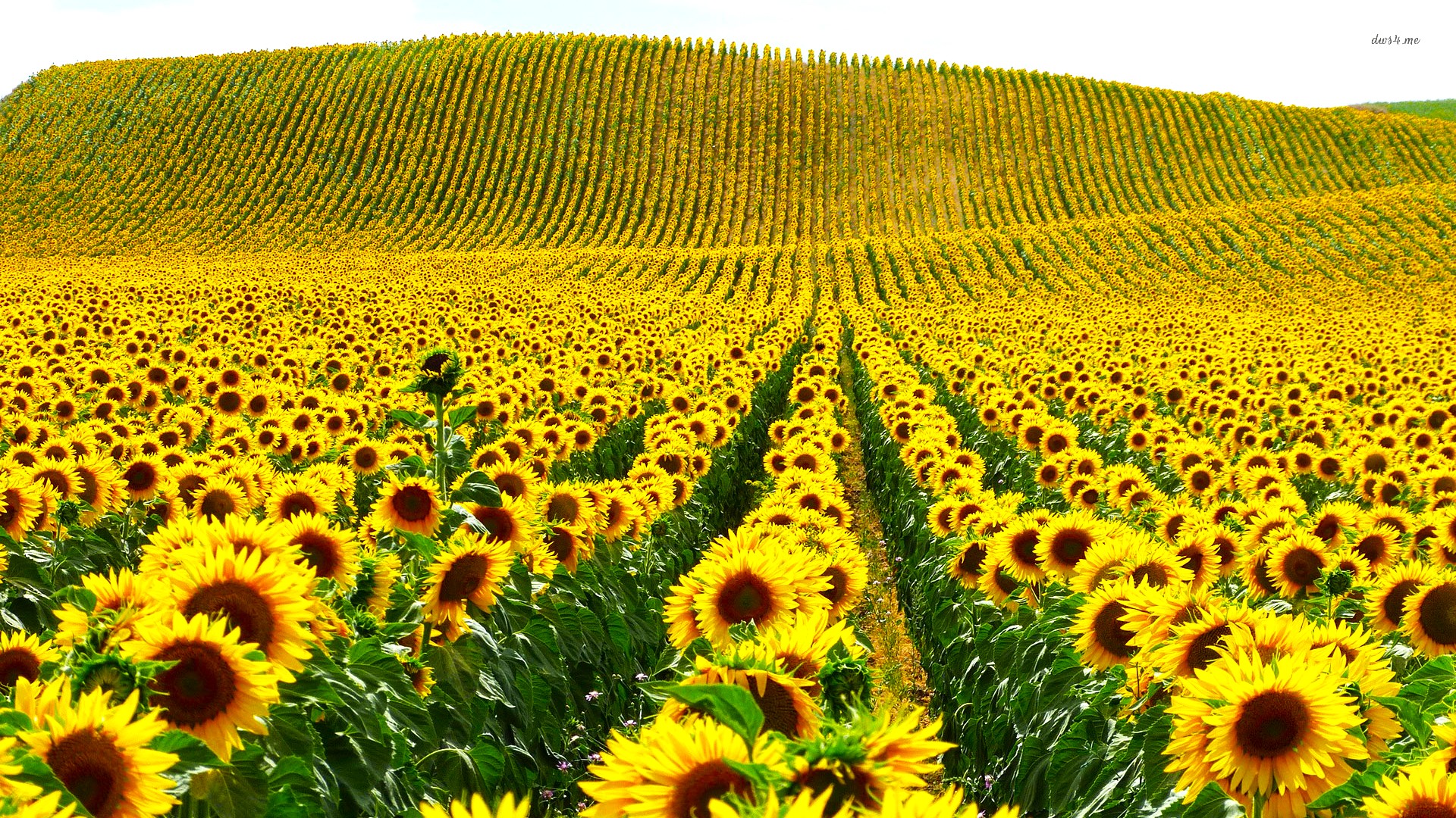 Препараты для защиты подсолнечника от белой гнили — Аграрий Форт Препараты для защиты подсолнечника от белой гнили — Аграрий Форт