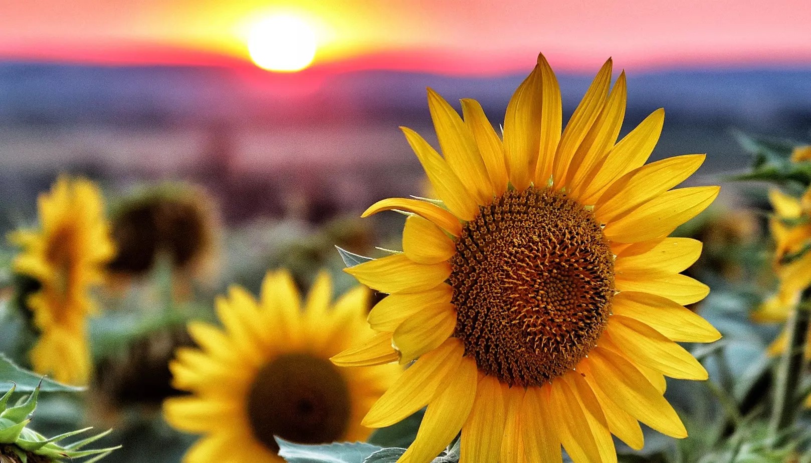 Подсолнечник с высокой масличностью — сравнение ТОП 10 гибридов Подсолнечник с высокой масличностью — сравнение ТОП 10 гибридов