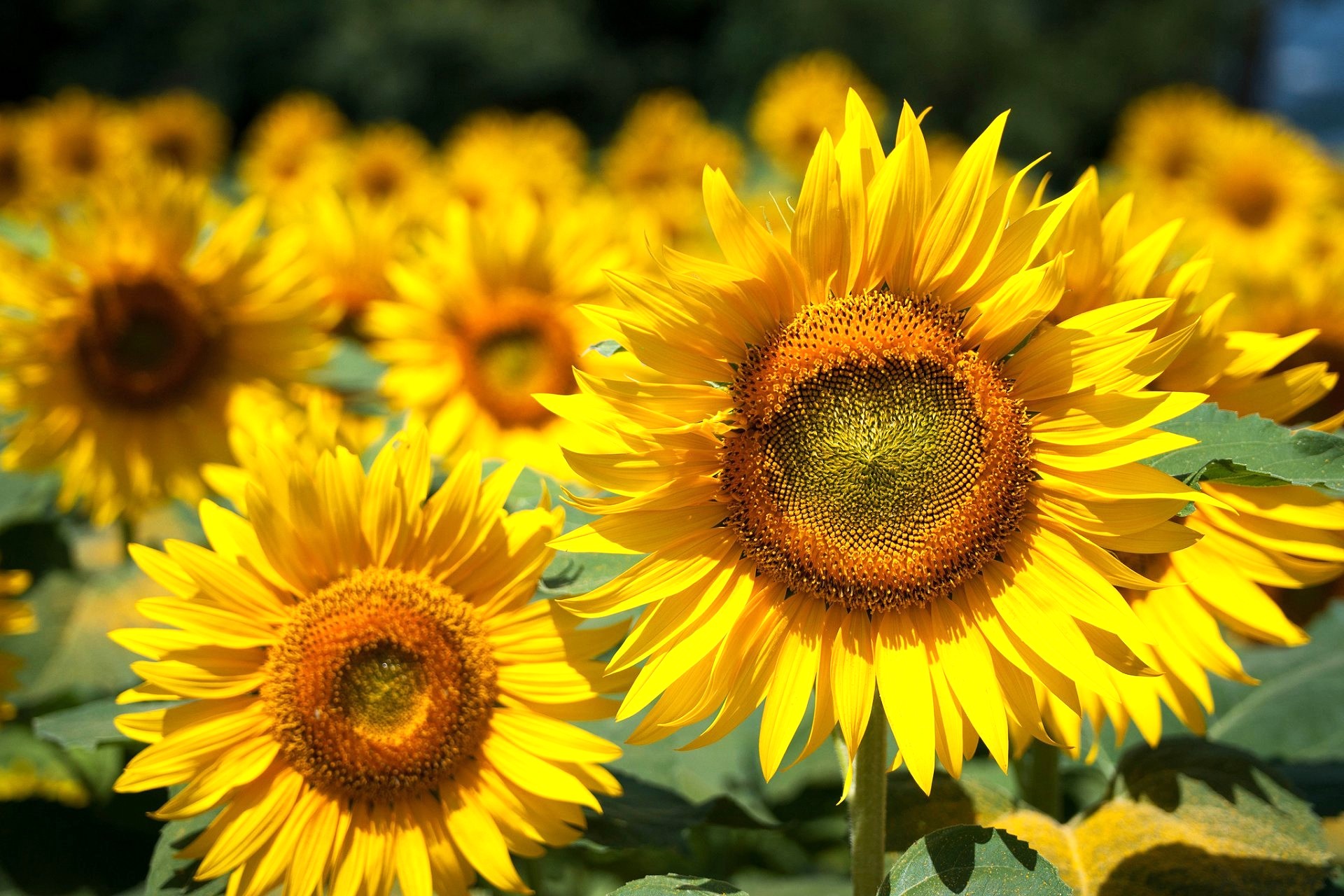 подсолнух для Традиционной технологии подсолнух для Традиционной технологии