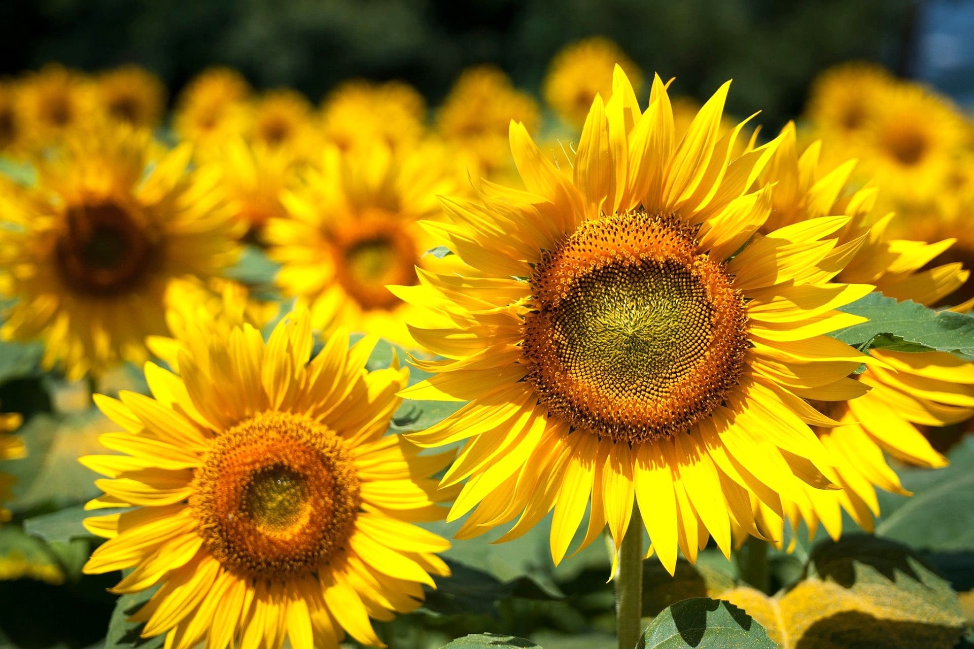 подсолнух для Традиционной технологии подсолнух для Традиционной технологии