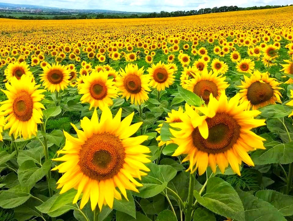 Подсолнечник для Классической технологии