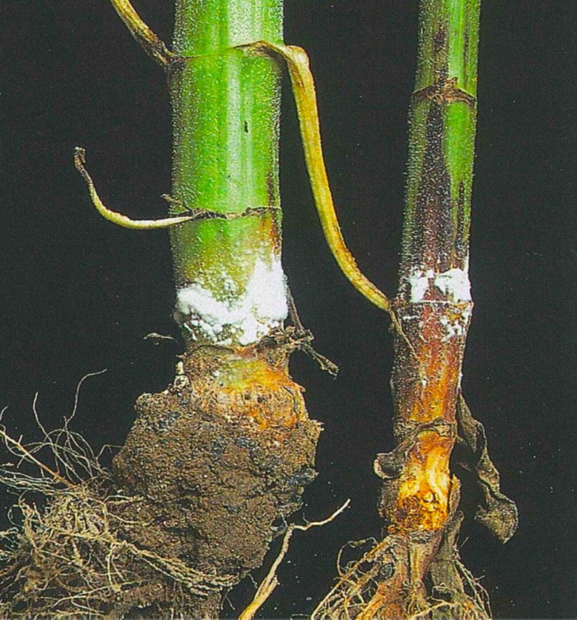 Белая гниль подсолнечника — поражение корневой шейки Белая гниль подсолнечника — поражение корневой шейки