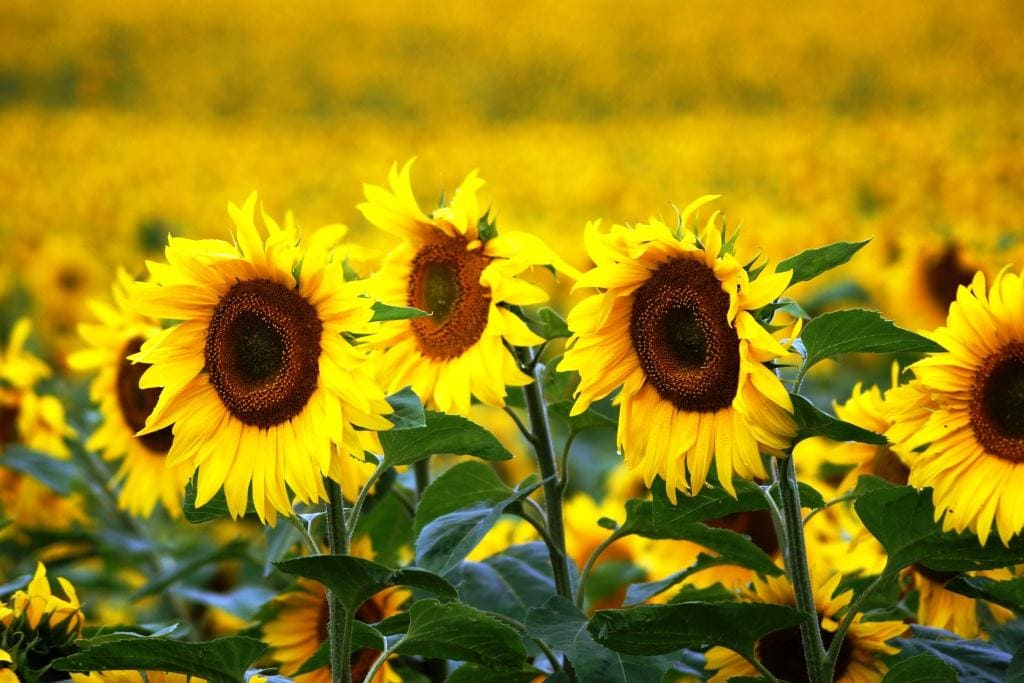 Premium Agricultural Consulting Premium Agricultural Consulting