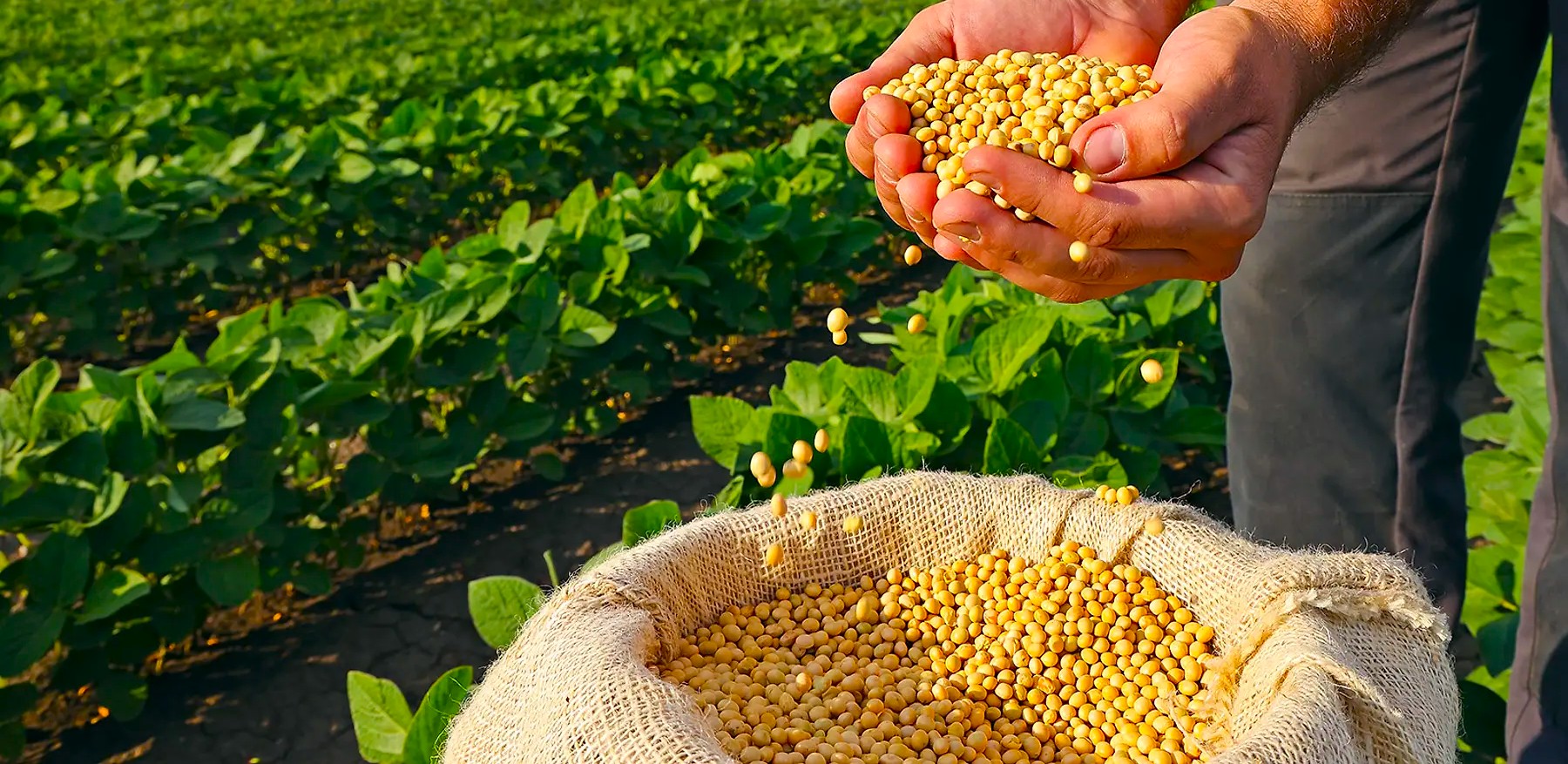 processes oilseedprep soybeanprep hero