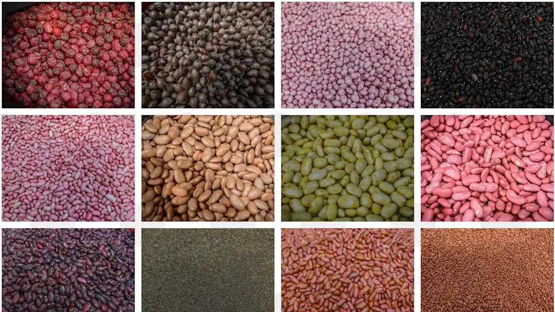 Протравленные семена Протравленные семена