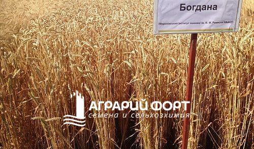 pshenitsya_bogdana-20904691517352