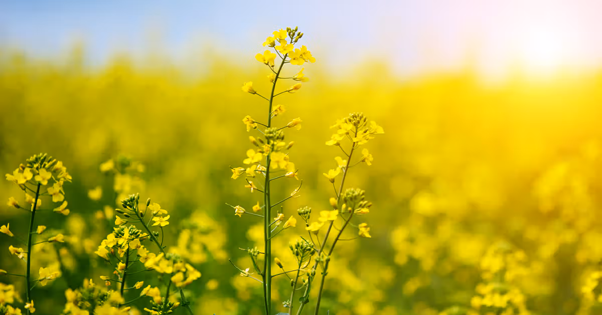 rapeseed oil field flower 1200x628 facebook rapeseed oil field flower 1200x628 facebook