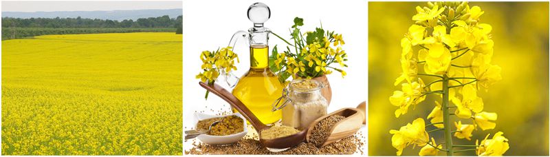rapeseed oil