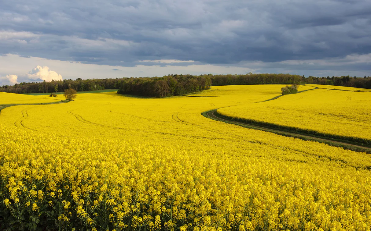 rapeseed