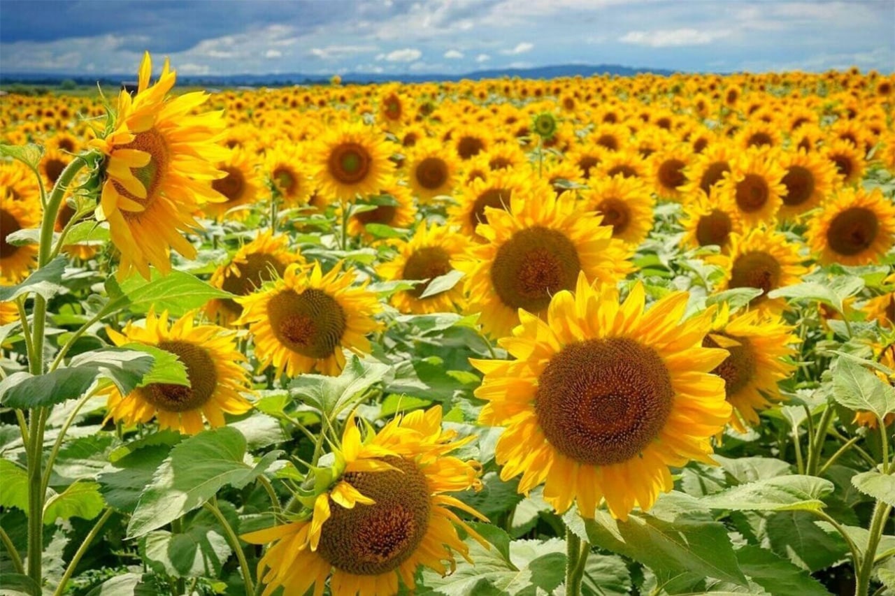 Секрети успішного вирощування соняшника