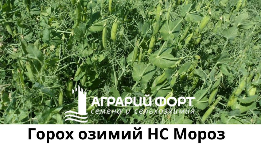 Насіння озимого гороху НС Мороз — купити в Україні Насіння озимого гороху НС Мороз — купити в Україні