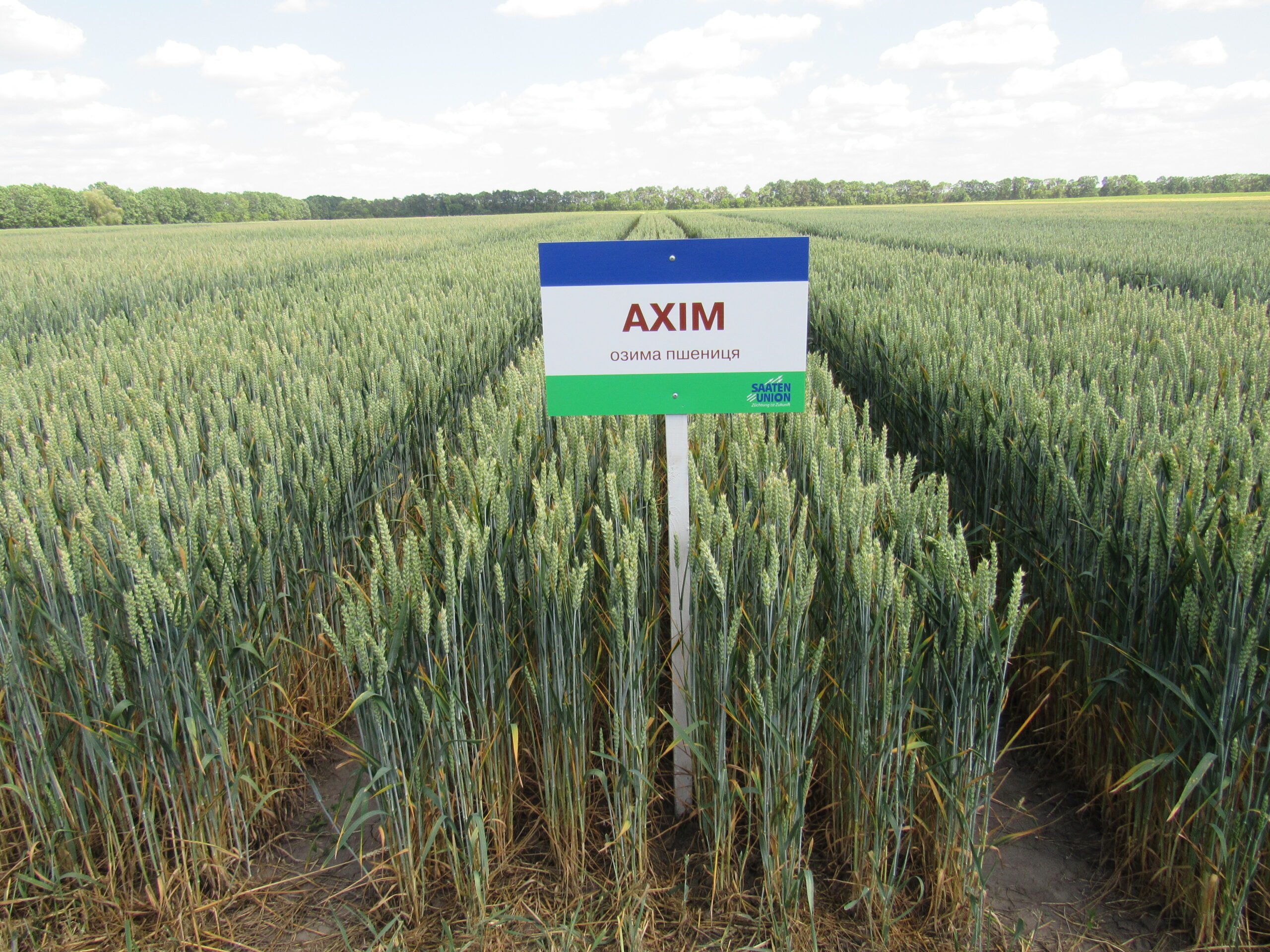 Насіння озимої пшениці Ахім (Achim) — купити імпортне насіння пшениці в Україні Насіння озимої пшениці Ахім (Achim) — купити імпортне насіння пшениці в Україні