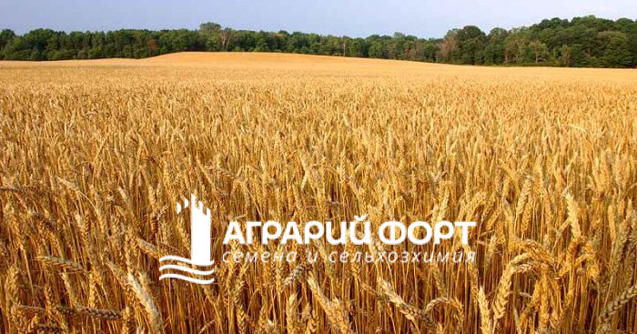 Насіння озимої пшениці Мудрість Одеська — купити в Україні Насіння озимої пшениці Мудрість Одеська — купити в Україні