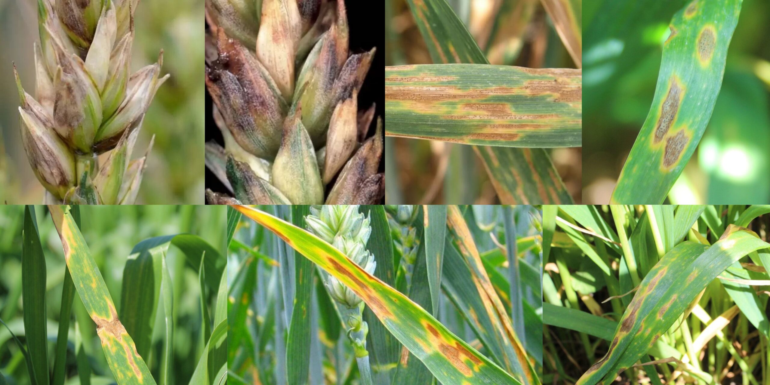 Сеприоз пшеницы симптомы фото Септоріоз пшениці: симптоми, фото