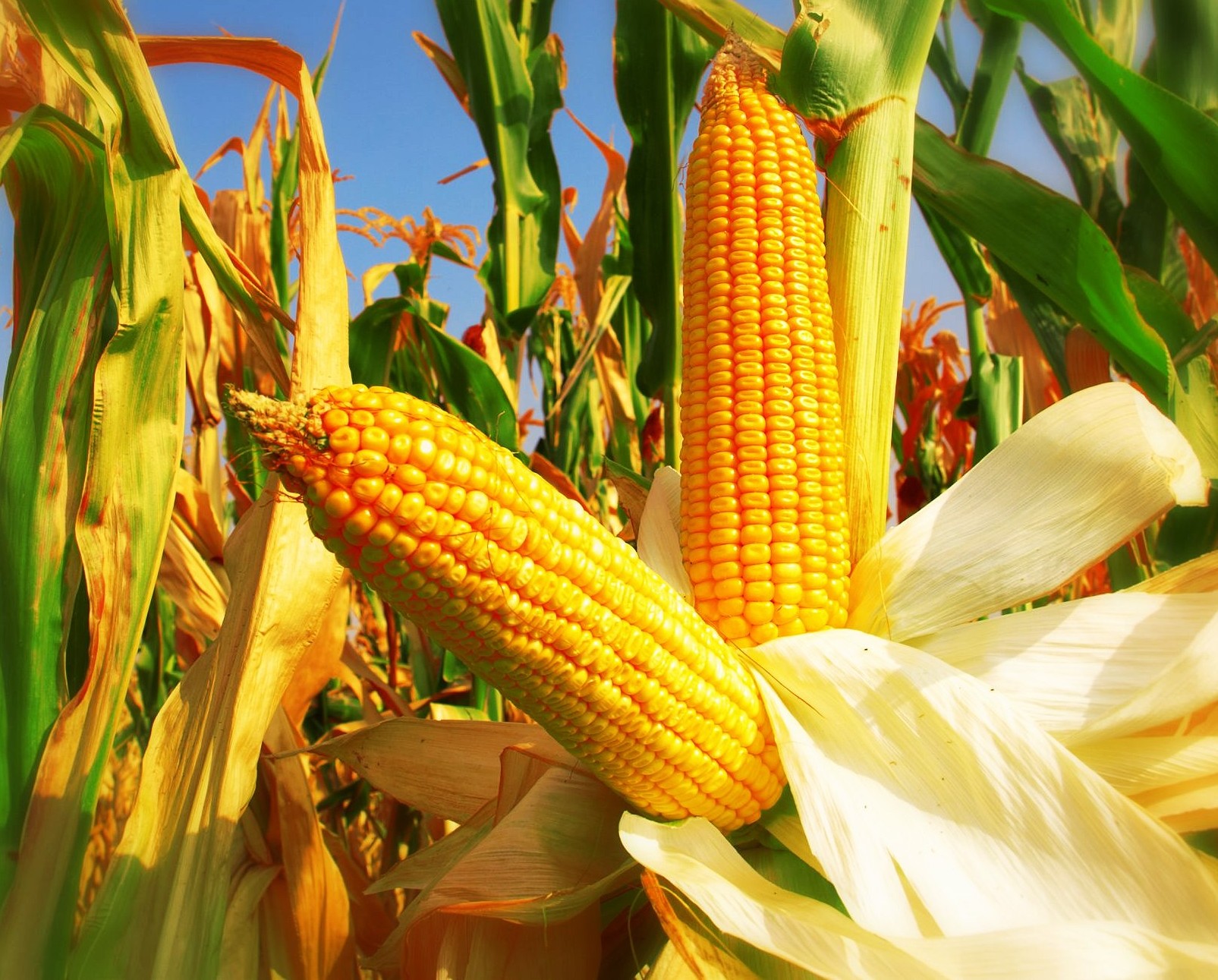 shutterstock Zeljko Radojko field corn shutterstock Zeljko Radojko field corn