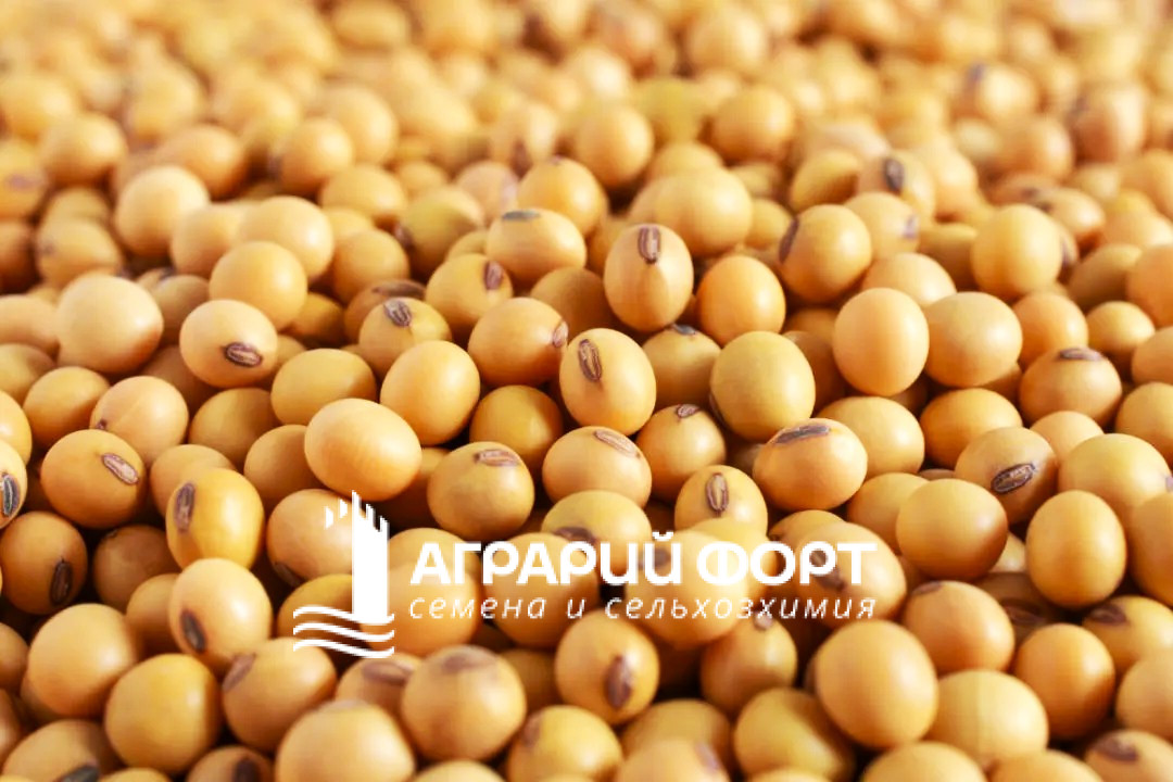 soybeanscloseup_lead