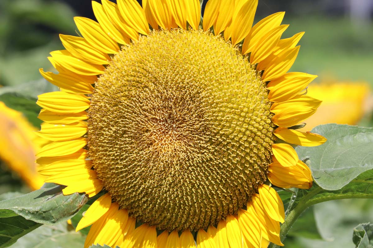 Sunflower Head with Developing Seeds Featured Sunflower Head with Developing Seeds Featured