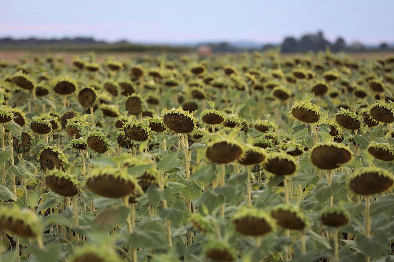 sunflowers 7361016 1280