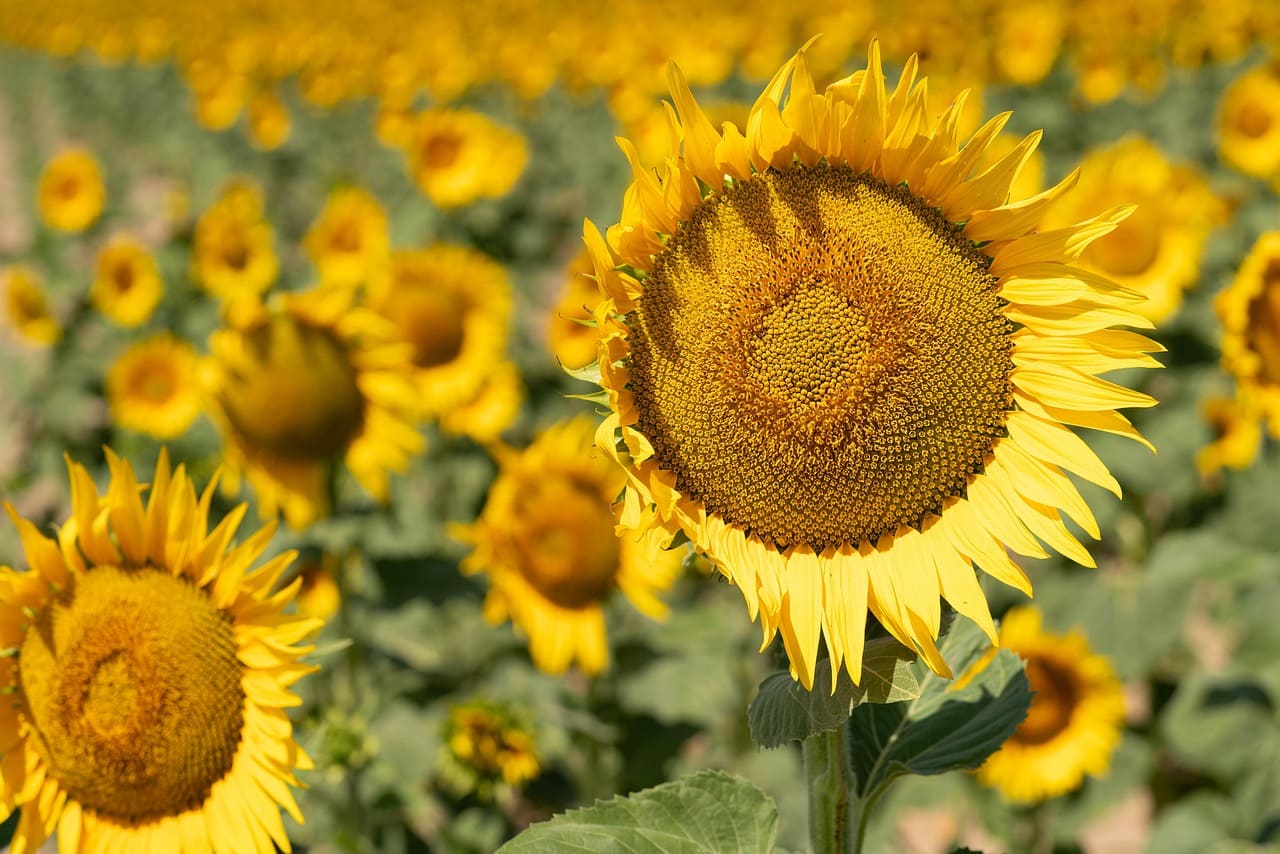 sunflowers 9294648 1280