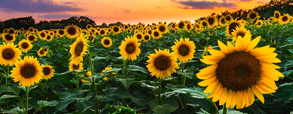 Sunflowers Mohib Ahmad Sunflowers Mohib Ahmad