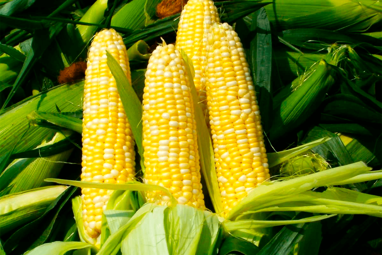Технологія вирощування цукрової кукурудзи