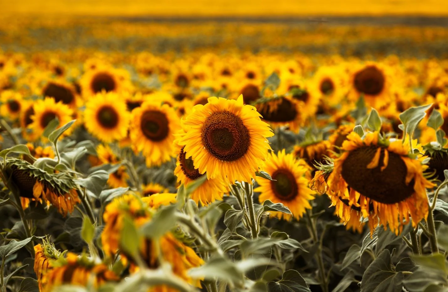 Агротехнические меры защиты подсолнечника от склеротиниоза Агротехнические меры защиты подсолнечника от склеротиниоза