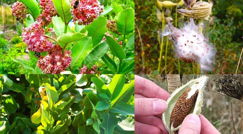 Ваточник сирийский (Asclepias syriaca) — опасный многолетний корневищный сорняк на сельскохозяйственном поле