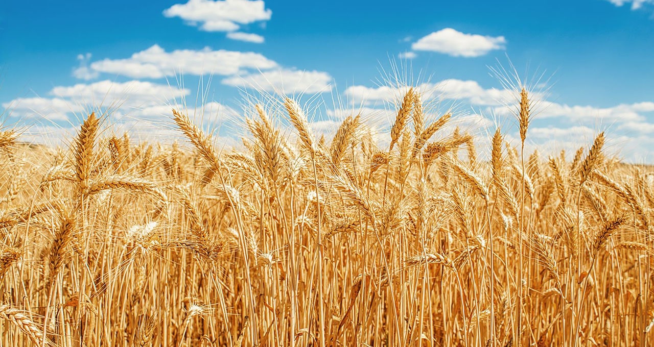 vnesennnja-zasobiv-zahystu-po-ozymij-pshenytsi внесення засобів захисту рослин по озимій пшениці