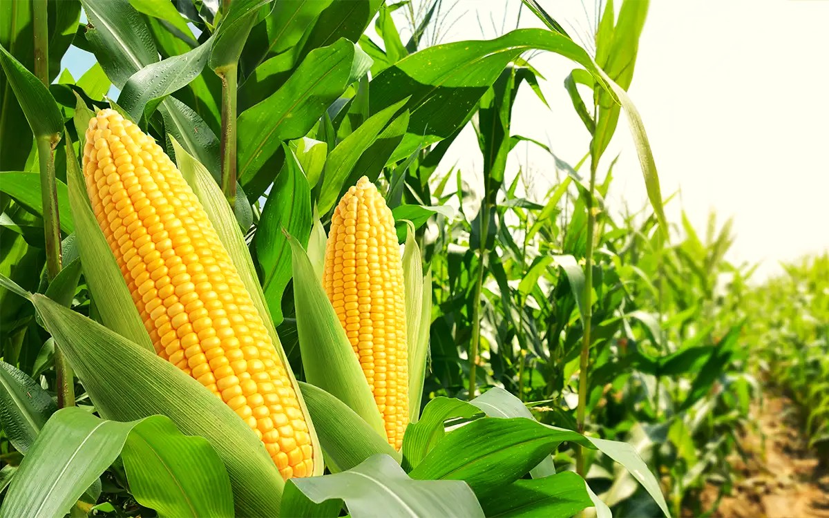 выбор кукурузы по ФАО