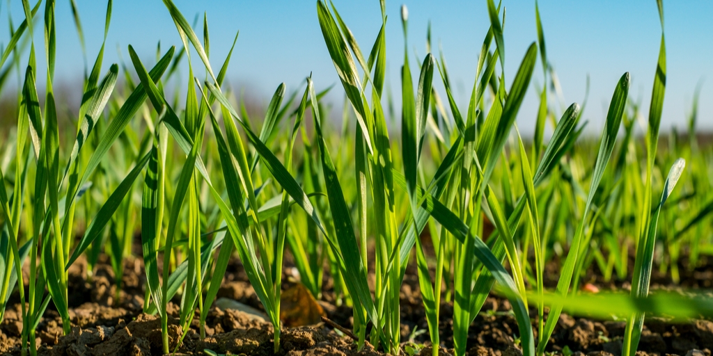 Young Wheat shutterstock 507176299 twitter scaled 2 Young Wheat shutterstock 507176299 twitter scaled 2