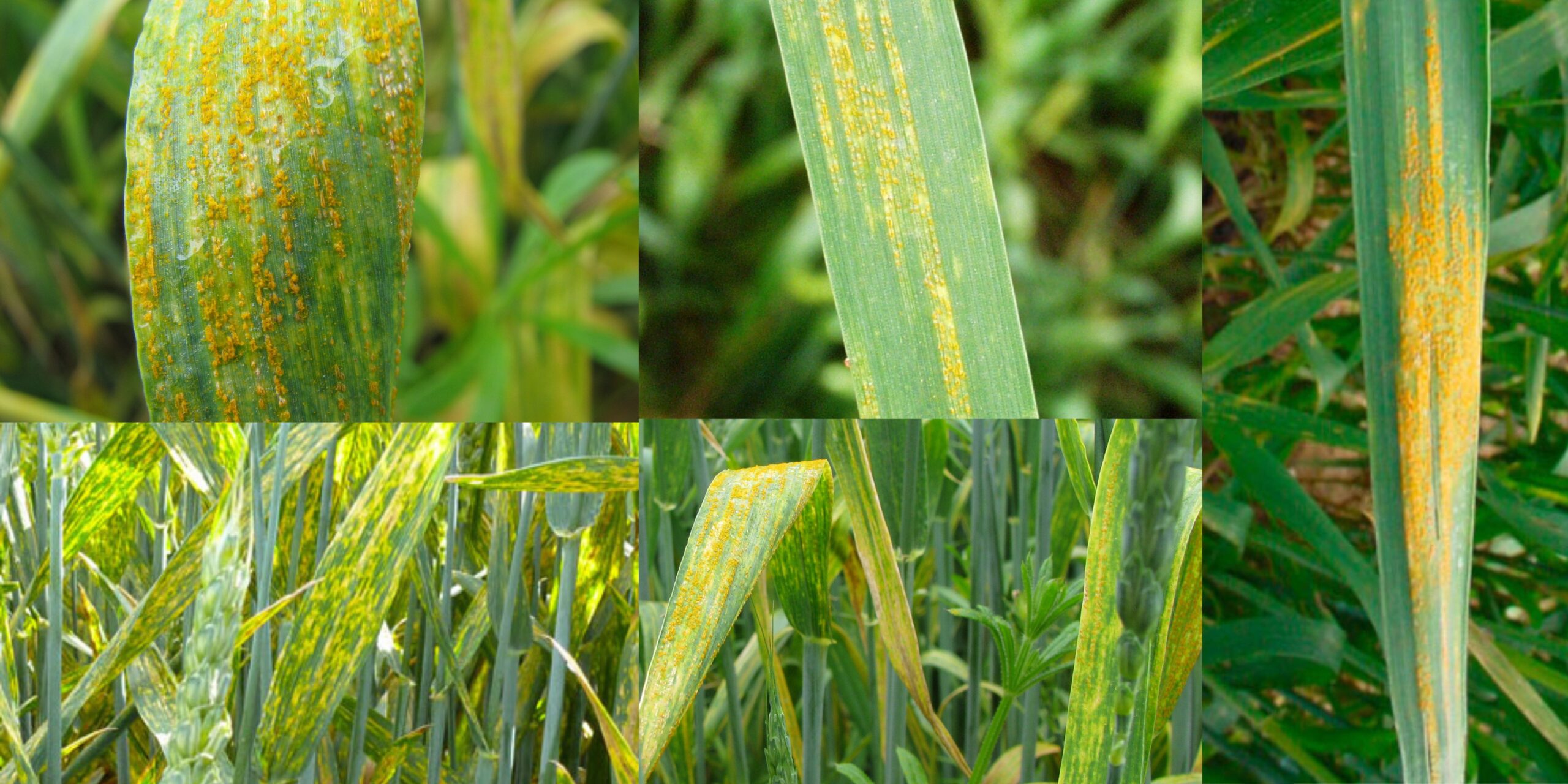 Жёлтая ржавчина пшеницы фото Жовта іржа пшениці фото