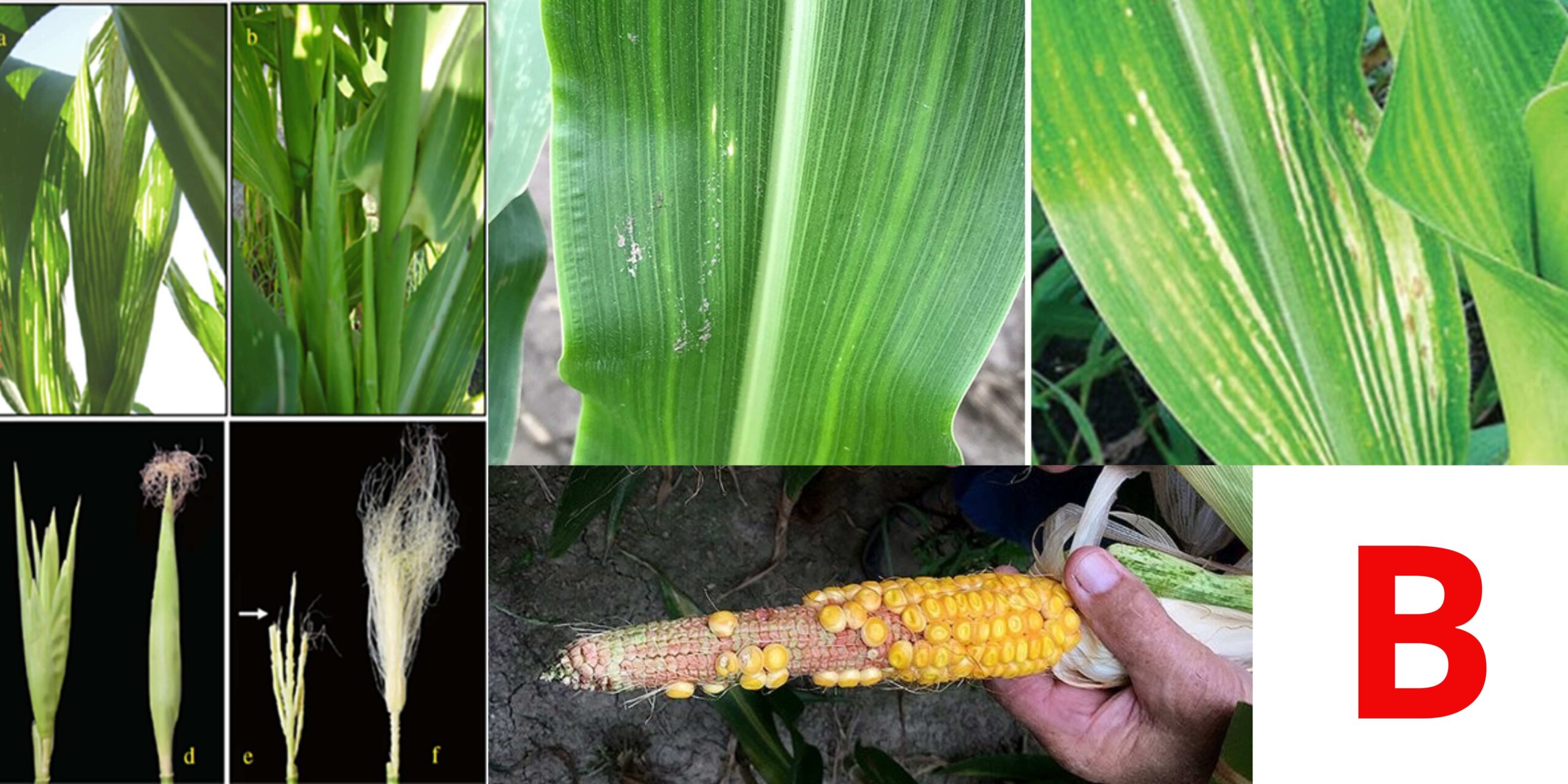 БООООР БООООР