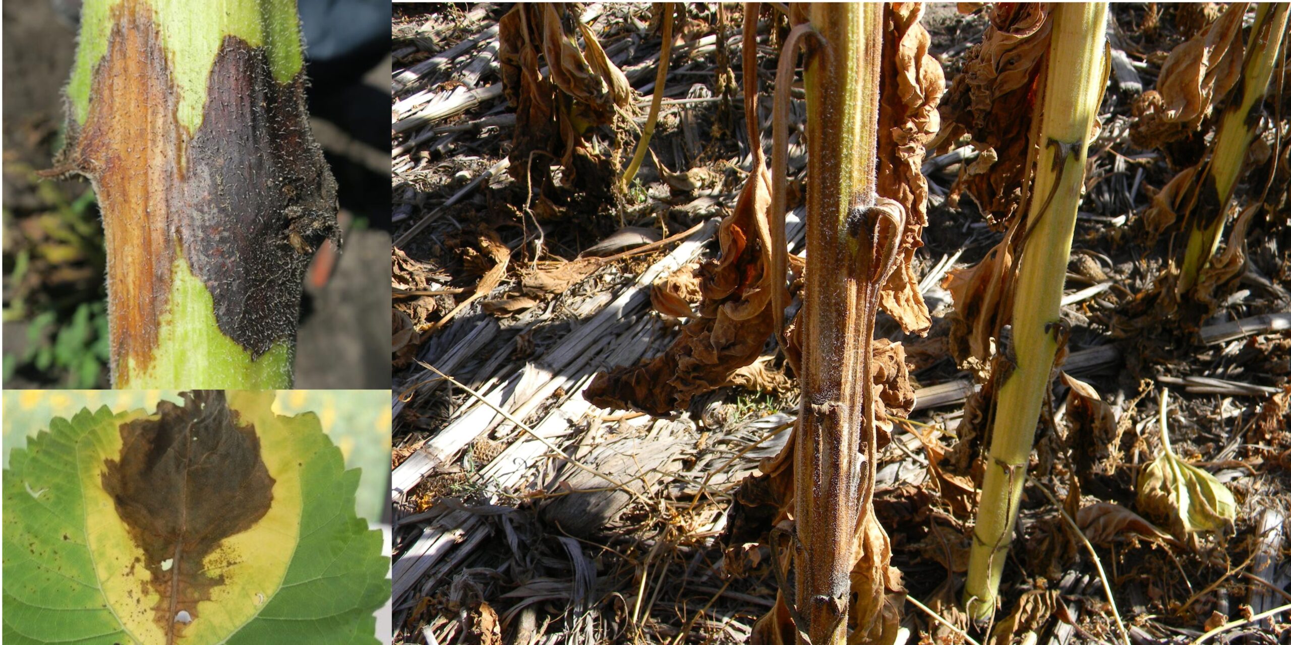 Добавить заголовок (1) Добавить заголовок (1)