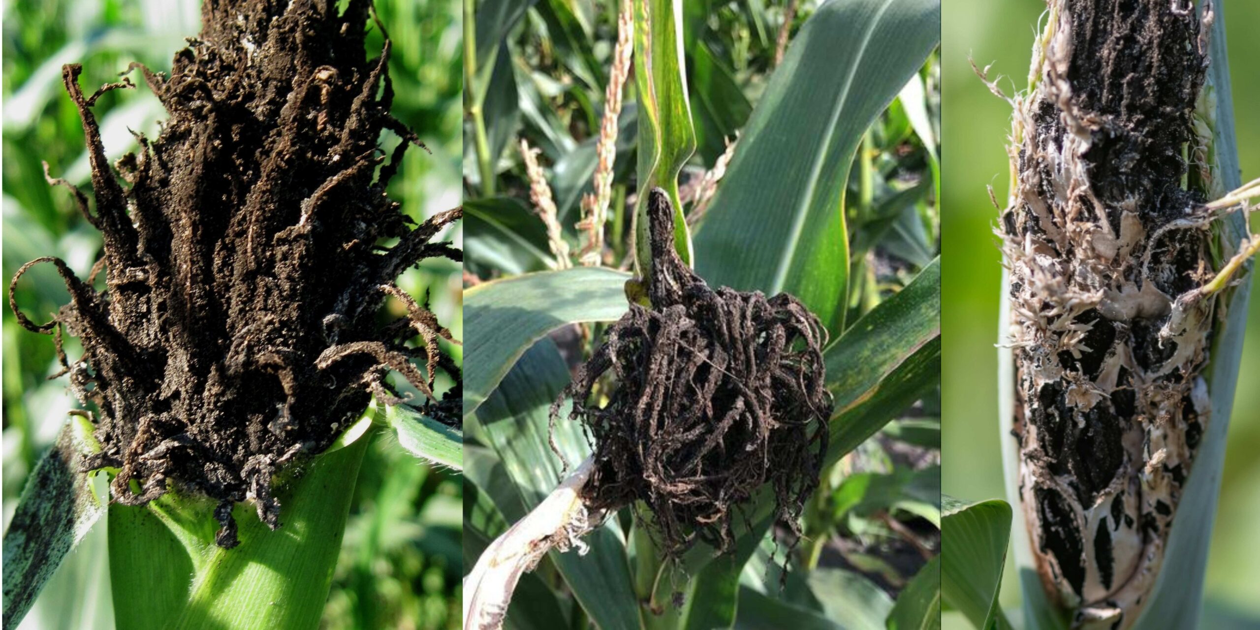 Добавить заголовок (10) (1)